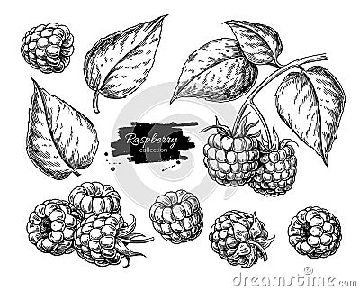 Raspberry vector drawing. Isolated berry branch sketch on white Vector Illustration