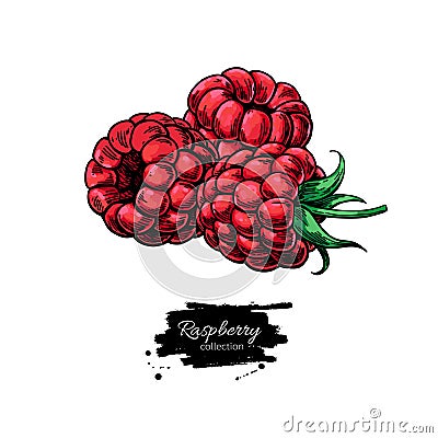 Raspberry vector drawing. Isolated berry group sketch on white b Vector Illustration