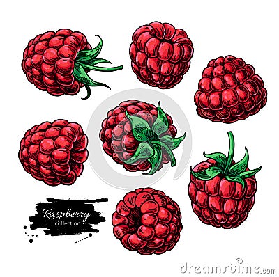 Raspberry vector drawing. Isolated berry sketch on white backgro Vector Illustration