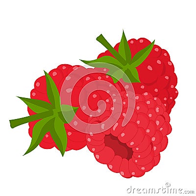 Raspberry vector.Fresh raspberry illustration Vector Illustration