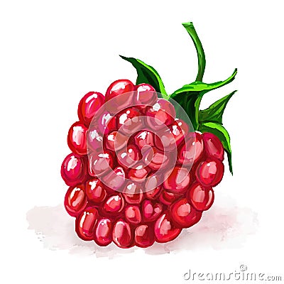 Raspberry vector illustration hand drawn painted Vector Illustration