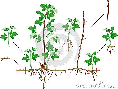 Raspberry vegetative reproduction scheme. Raspberry shrub with root system and green leaves Stock Photo