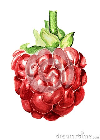 Raspberry Stock Photo