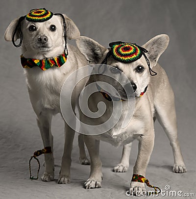 Rastafarian Dogs Stock Photo