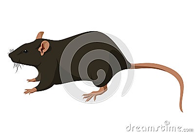 Rat Vector Illustration