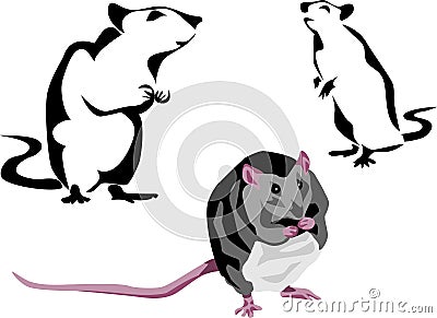 Rat Vector Illustration