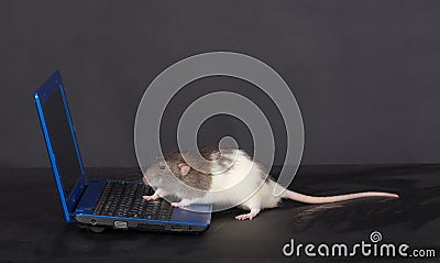 Rat with a blue laptop Stock Photo