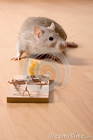 Rat and cheese Stock Photo