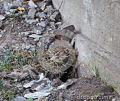 A rat crawls out of a hole in the ground Stock Photo