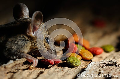Rat eating feed Stock Photo