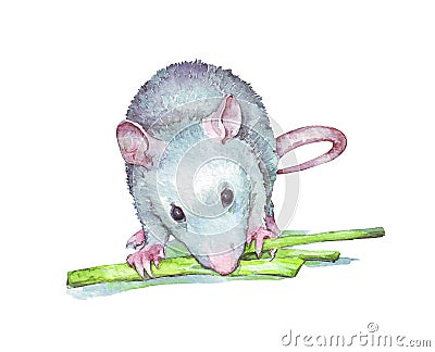 Rat eating verdure Cartoon Illustration