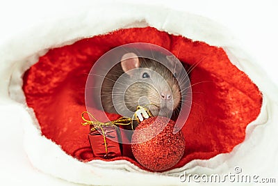 Rat gray and little sits with christmas toys ball and giftbox Stock Photo