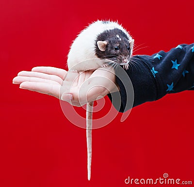 Rat in hand Stock Photo