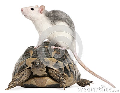 Rat and Hermann's tortoise, Testudo hermanni Stock Photo