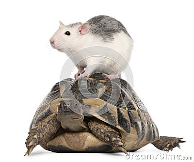 Rat and Hermann's tortoise, Testudo hermanni Stock Photo