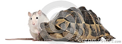 Rat and Hermann's tortoise, Testudo hermanni Stock Photo