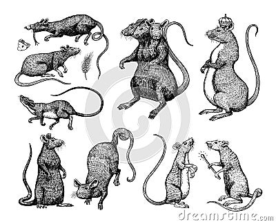 Rat king or mouse. Graphic wild animal. Hand drawn vintage sketch. Engraved grunge elements. Vector Illustration