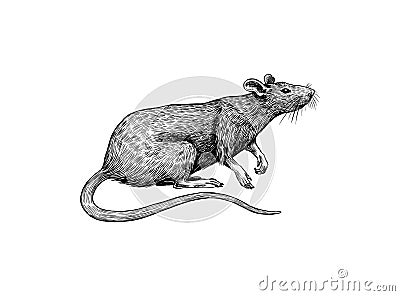 Rat or mouse with cheese. Graphic wild animal. Hand drawn vintage sketch. Engraved grunge elements. Vector Illustration