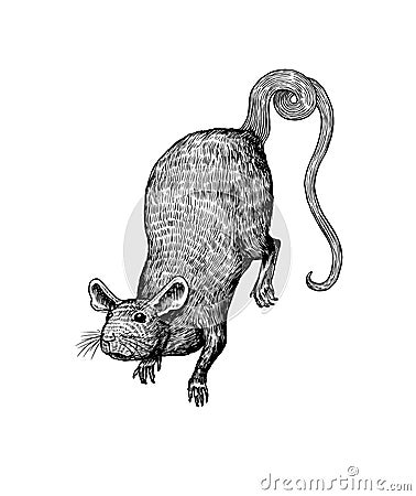 Rat or mouse. Graphic wild animal. Hand drawn vintage sketch. Engraved grunge elements. Vector Illustration