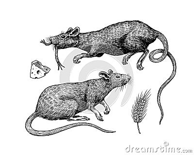 Rat or mouse with cheese. Graphic wild animal. Hand drawn vintage sketch. Engraved grunge elements. Vector Illustration