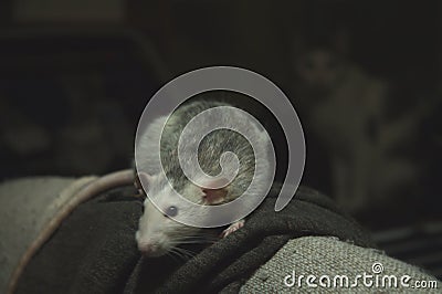 A rat named Kaja who does not respect a cat Stock Photo