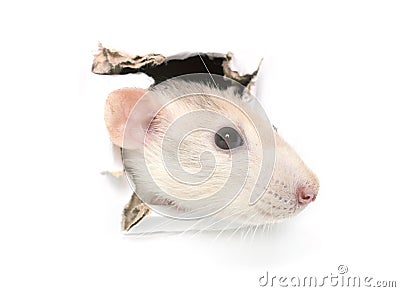 Rat in hole Stock Photo