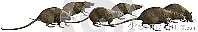 Rat, Rats, Running, isolated Illustration Cartoon Illustration