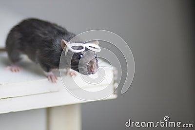 Rat with reading glasses. rat bureaucrat. brilliant pets. smart rat Stock Photo