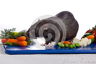 A rat smells of vegetables carrots Stock Photo