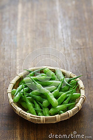 Rat tail radish, edible seed pod of radish Stock Photo