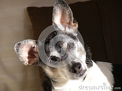 Rat Terrier Stock Photo