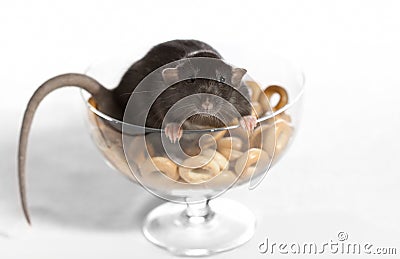 Rat in a vase with the bagels. Stock Photo