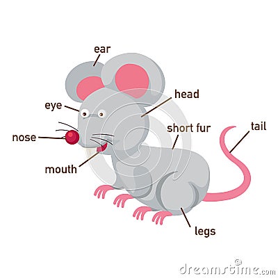 Rat vocabulary part of body.vector Vector Illustration