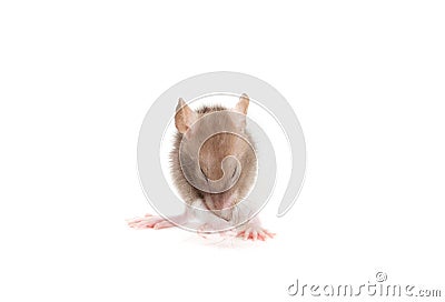 Rat washes Stock Photo