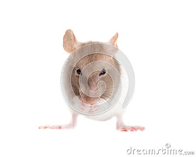 Rat washes Stock Photo