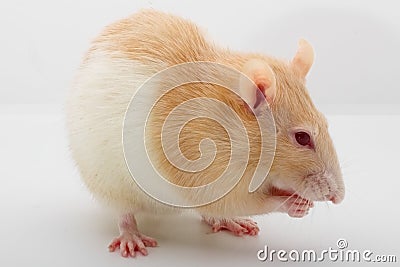 Rat on a white background Stock Photo