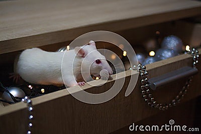 The rat is white, hiding in a box of decorations to the Christmas tree. The mouse is mink. the birth of the new year Stock Photo