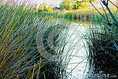 Ratan reed water grass, in pond with reflections and shoreline Stock Photo