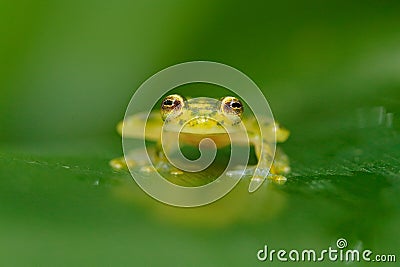 Raticulated Glass Frog, Hyalinobatrachium valerioi in nature habitat. Frog from Costa Rica, wide angle lens. Beautiful amphibian i Stock Photo