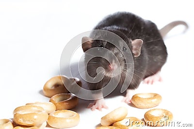 Rats of bagels. Stock Photo