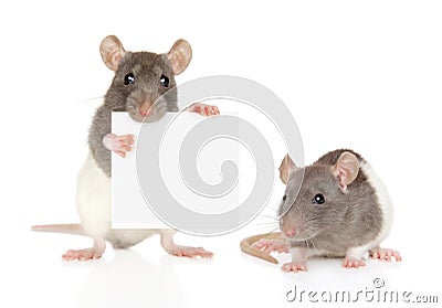 Rats with banner on a white background Stock Photo