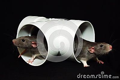 Rats brothers Stock Photo