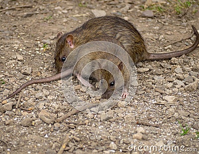 Rats Stock Photo