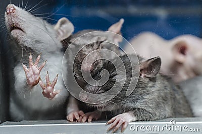 Three cute sleepy gray mice Stock Photo