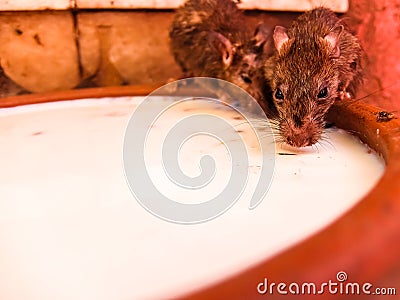 Rats drink milk in famous Karni Mata temple, Deshnok Stock Photo