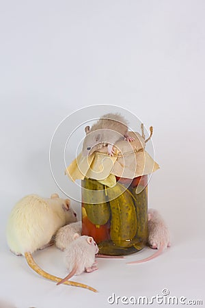 Rats on a glass jar with salads on a white Stock Photo