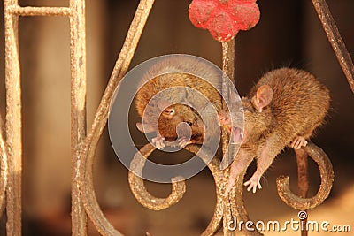 Rats at the Karni Mata Temple Stock Photo