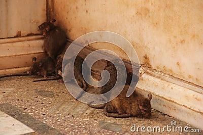 Rats at the Karni Mata Temple Stock Photo