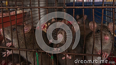 Gray rats are sitting in a cage on the market for animals Stock Photo