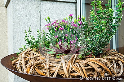 Rattan flowerbed by the entrance of a bakery in a european city, Linz, daisies, succulents, green foliage, unique creative design Stock Photo